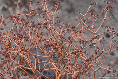 Eriogonum nummulare