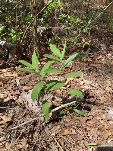 Polygonatum biflorum