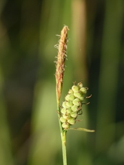 Carex tomentosa