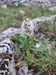 Neotinea conica