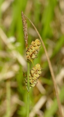 Carex tomentosa