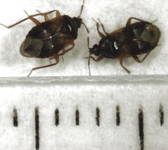 Lyctocoris campestris