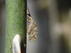 Hemerobius humulinus