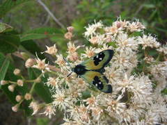 Chrysocale
