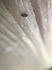 Luffia ferchaultella