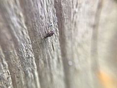 Luffia ferchaultella