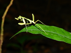 Cardioptera squalodon