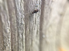 Luffia ferchaultella