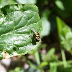 Myathropa florea