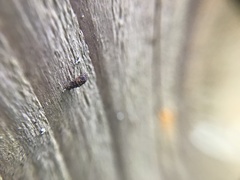 Luffia ferchaultella