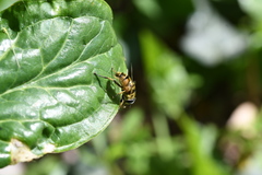 Myathropa florea