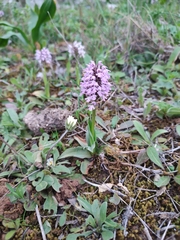 Neotinea conica