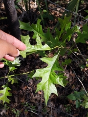 Quercus texana