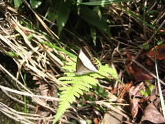 Oressinoma sorata