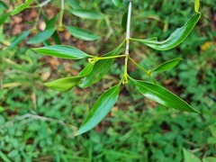 Coptosperma supra-axillare