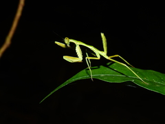 Cardioptera squalodon