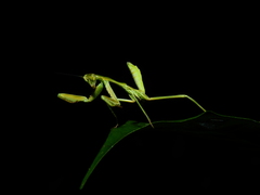 Cardioptera squalodon