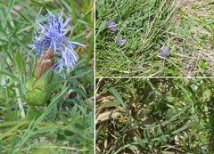Carthamus mitissimus