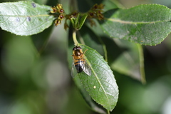 Epistrophe eligans