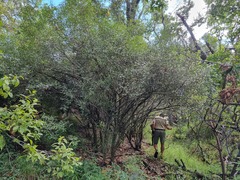 Coptosperma supra-axillare
