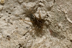 Phrurolithus festivus