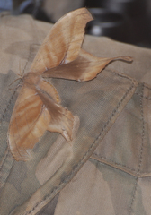 Paradaemonia platydesmia