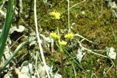 Lomatium caruifolium caruifolium