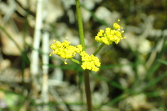Lomatium caruifolium caruifolium