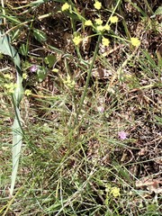 Lomatium caruifolium caruifolium