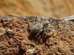 Plexippoides