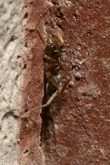 Phrurolithus festivus