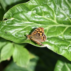 Pararge aegeria