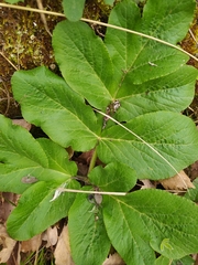 Magydaris pastinacea