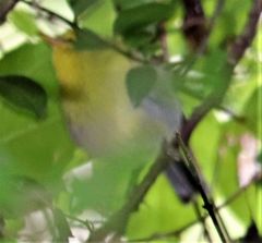 Phylloscopus ruficapilla