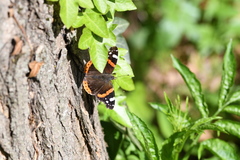 Vanessa atalanta