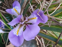 Iris unguicularis unguicularis