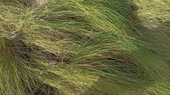 Festuca petraea