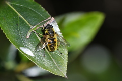 Myathropa florea