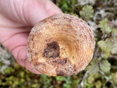 Lactarius tawai