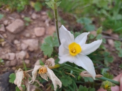 Narcissus tazetta tazetta