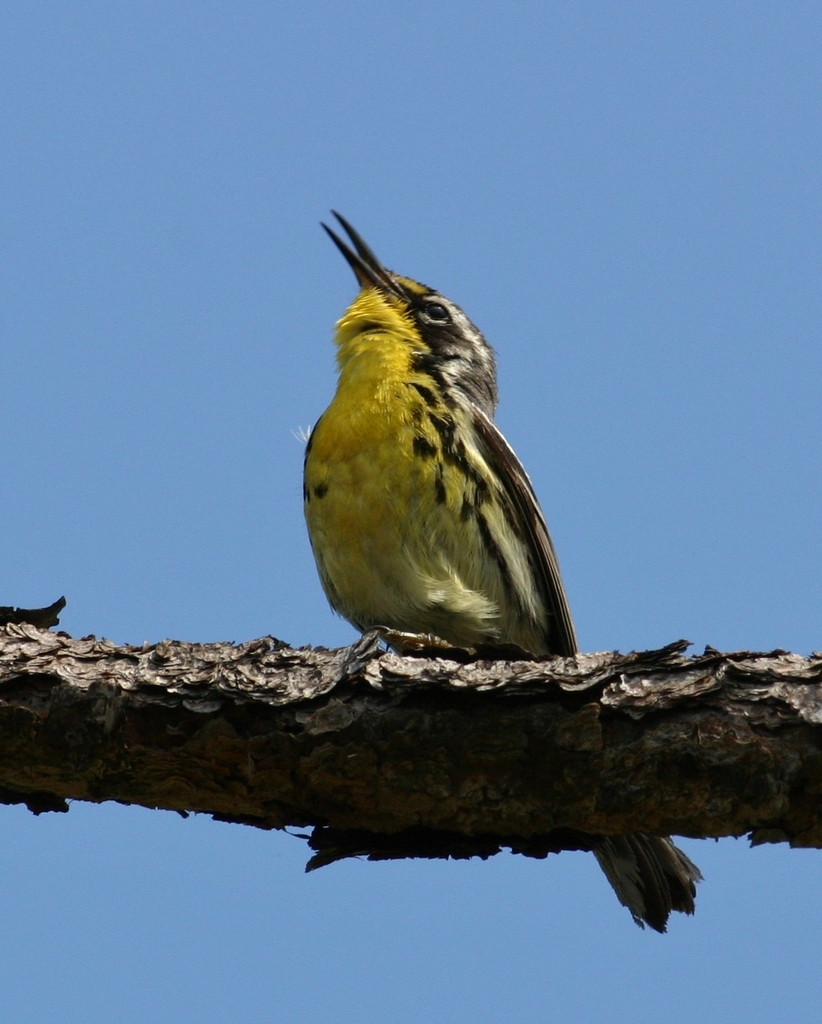 Bahama Warbler photo