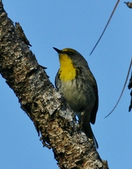 Setophaga pityophila