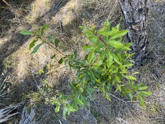 Morella cerifera image