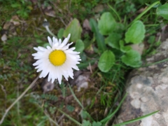 Bellis sylvestris