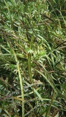 Siphonognathus argyrophanes