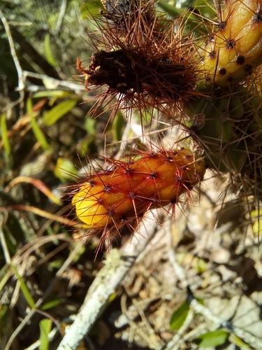 Pitahaya