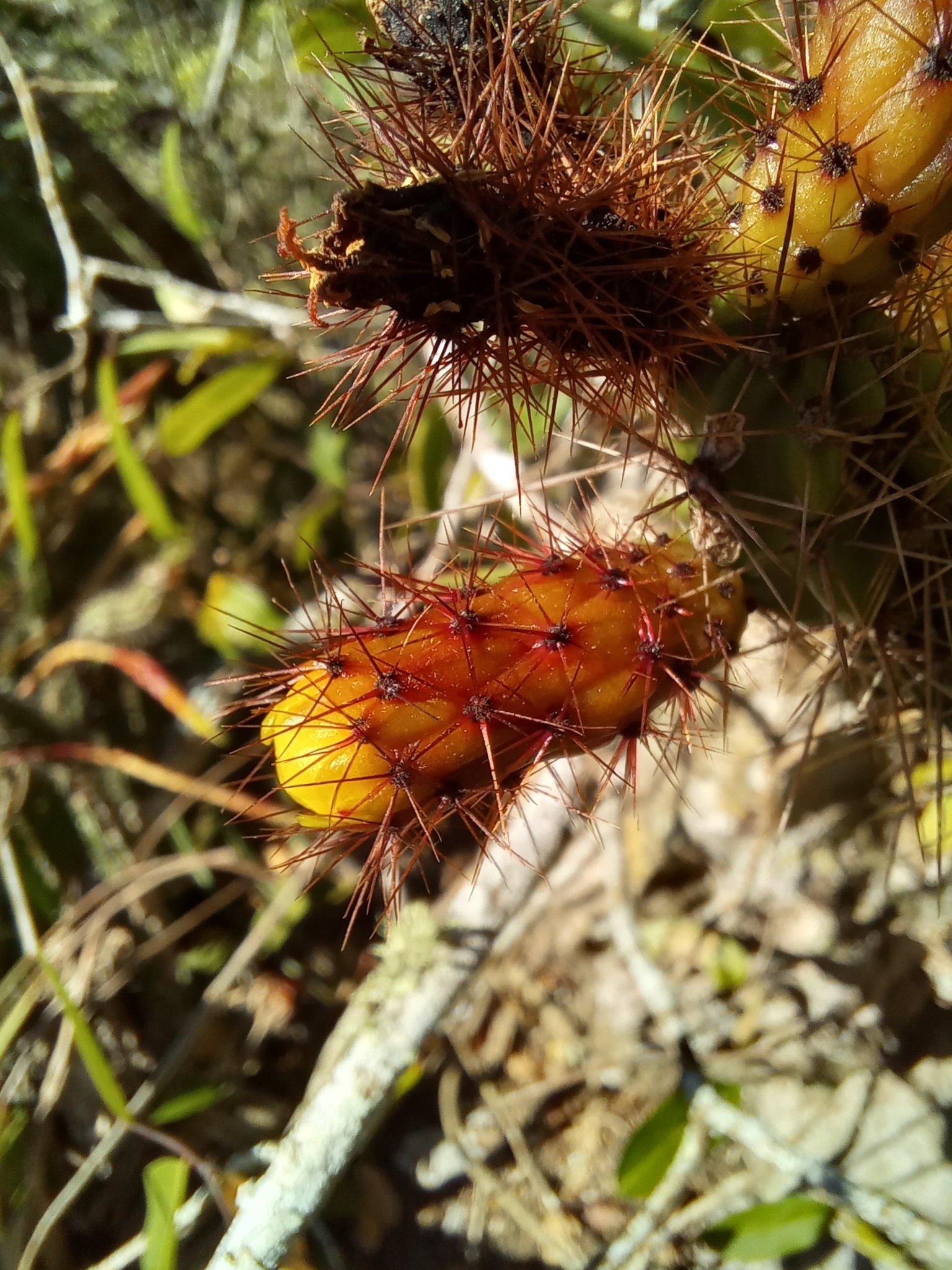Leptocereus assurgens