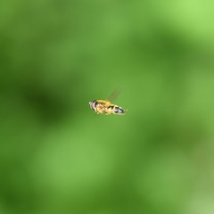 Epistrophe eligans