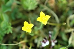 Cicendia quadrangularis