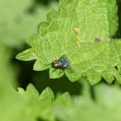 Calliphoridae